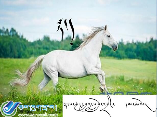 八年级上学期藏语文上册《马རྟ་》课件