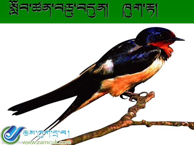 工布江达县小学五年级下学期藏语文《燕子》课件