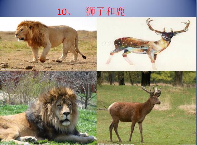 四年级下学期汉语文《狮子和鹿》课件.jpg