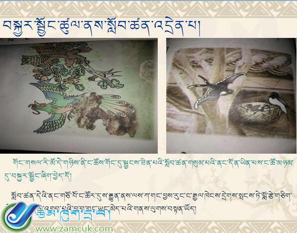小学三年级上学期藏语文《骄傲的孔雀》课件 (1).jpg