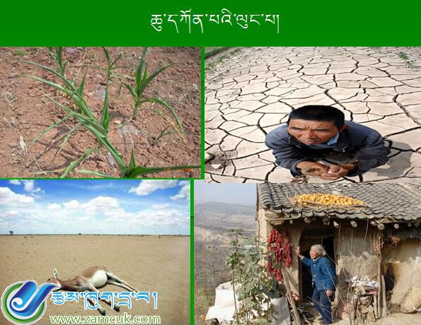 空港新区甲日小学三年级上学期科学《水和生命》课件 (4).jpg