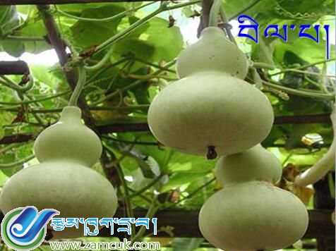 小学三年级上学期藏语文《咕咚》课件 (1).jpg