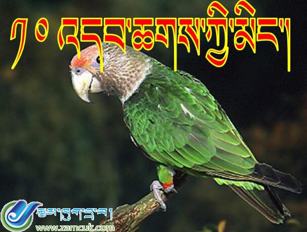 洛扎县扎日乡三年级上学期藏语文《鸟类》课件