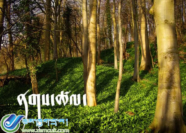 拉萨市第一小学二年级上学期藏语文上册《兔子和狮子》课件 (2).jpg