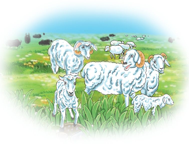 羊群
